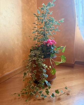 Composizione ficus Benjamin