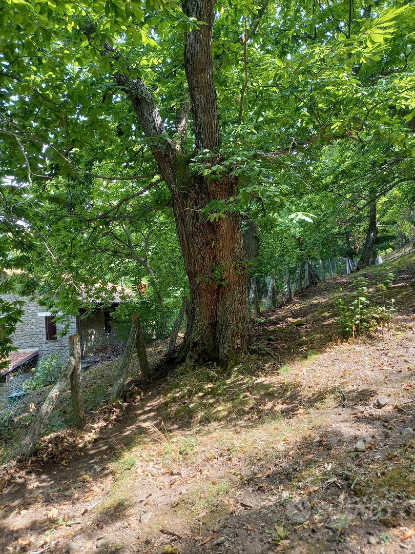 Castagneto da frutto - Vista 2
