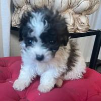 Barboncino teacup mini mini toy