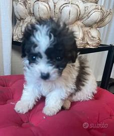 Barboncino teacup mini mini toy