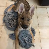 Cucciolo Lupo Cecoslovacco Di 5 Mesi