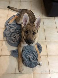 Cucciolo Lupo Cecoslovacco Di 5 Mesi