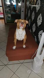 Incrocio pitbull e american bully xl