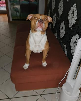 Incrocio pitbull e american bully xl