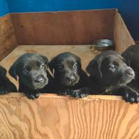 Labrador Retriever cuccioli