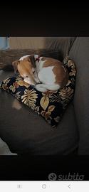 Jack russel  i