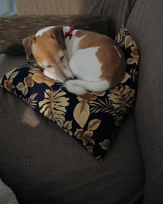 Jack russel  i