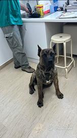Perro da presa canario ACCOPPIAMENTO