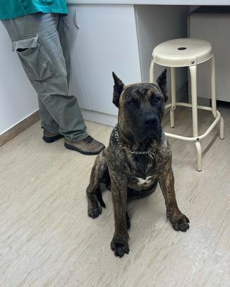 Perro da presa canario ACCOPPIAMENTO