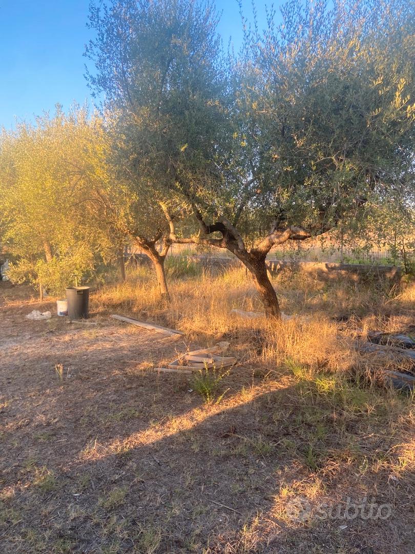 Terreno baia felice 700 metri dal mare - Vista 5