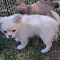 Femmina simil chihuahua