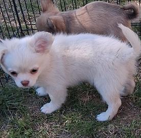 Femmina simil chihuahua