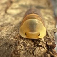 Isopodi sp. Cubaris Rubber Ducky