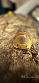 Isopodi sp. Cubaris Rubber Ducky