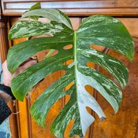 Monstera Deliciosa Variegata
