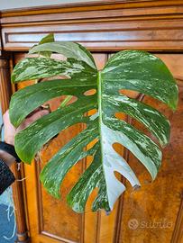 Monstera Deliciosa Variegata