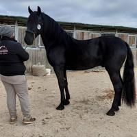 Cavallo