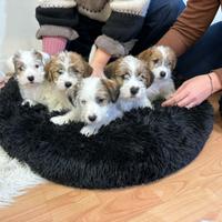 Cuccioli jack russell