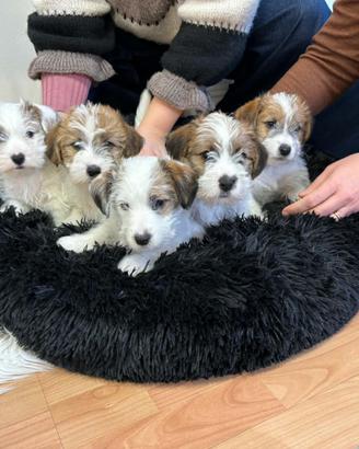 Cuccioli jack russell