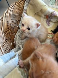 Animali domestici