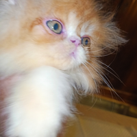 Cuccioli di gatto persiano