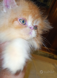 Cuccioli di gatto persiano