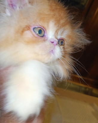 Cuccioli di gatto persiano