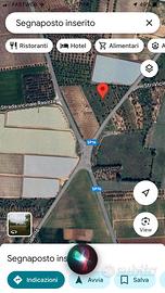 Uliveto 1 ettaro in agro di Sannicandro