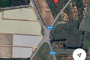 Uliveto 1 ettaro in agro di Sannicandro