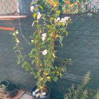 Bella pianta in Vaso  con Fiori bianchi 