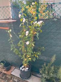 Bella pianta in Vaso  con Fiori bianchi 