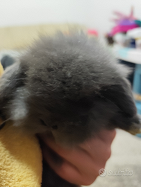 Coniglio nano ariete