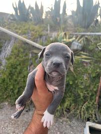 Cuccioli di American pitbull terrier