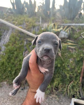 Cuccioli di American pitbull terrier