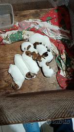 Cuccioli jack Russell