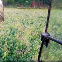 Fieno di Prato - SVUOTO TUTTO