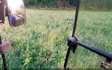 Fieno di Prato - SVUOTO TUTTO