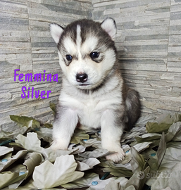 Cuccioli Siberian husky