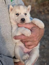 Cuccioli di Siberian Husky