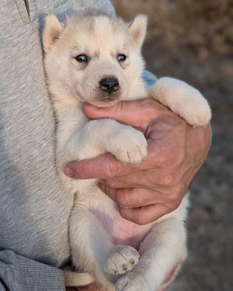 Cuccioli di Siberian Husky