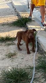 Cuccioli American pit bull con pedigree