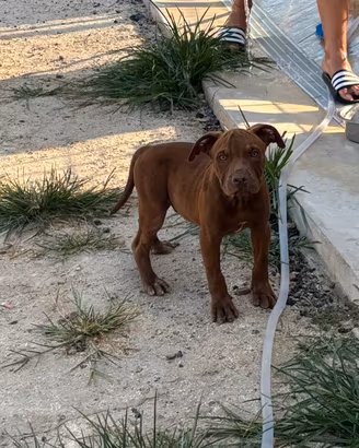 Cuccioli American pit bull con pedigree