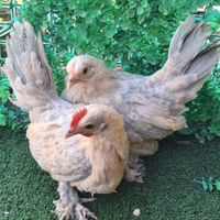 Gallina gallo