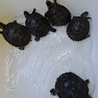 Chrysemys picta marginata femmine e maschi 1 4