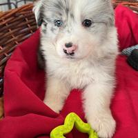 Cuccioli di border collie