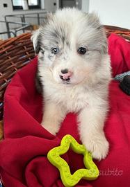 Cuccioli di border collie