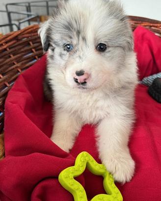 Cuccioli di border collie