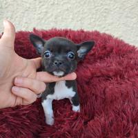 Chihuahua taglia piccola