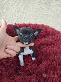 Chihuahua taglia piccola