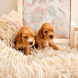 Cuccioli di Cocker Spaniel inglese